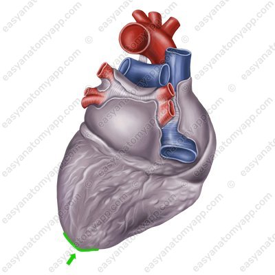 Верхушка сердца (apex cordis)